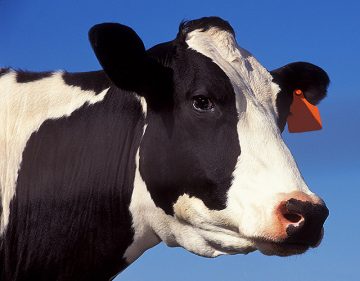 Behavioral changes associated with fever in transition dairy cows