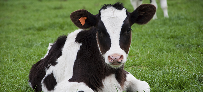 Graduate research explores emotional depth of calves