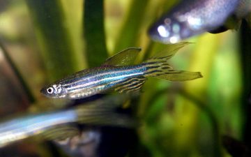Zebrafish research featured in PLoS ONE’s favorite articles of 2014