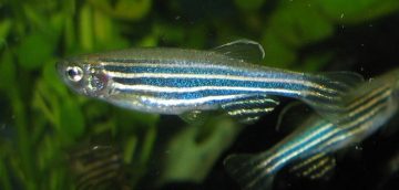 Killing them softly – new research shows a better way for euthanizing laboratory fish