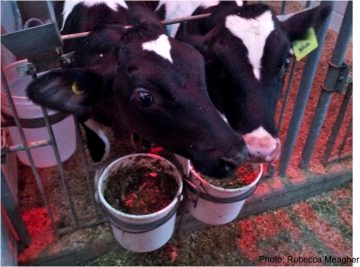 Pair housing makes for smarter calves