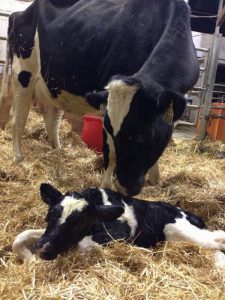 Cow licking calf in the first hour after birth. Cow and calf form a strong social bond in the hours and days after birth.