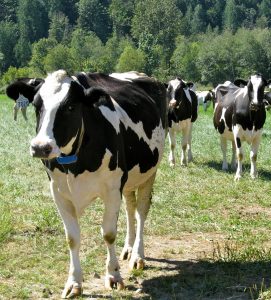 The welfare of cull dairy cows in British Columbia