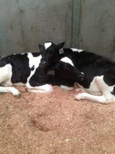 Two dairy calves laying down
