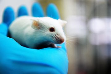 More humane ways to kill laboratory mice