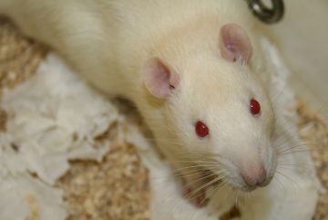 A more humane death for laboratory rats