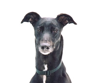 UBC and University of Guelph team up to review medically unnecessary surgeries in dogs and cats published in Journal of the AVMA