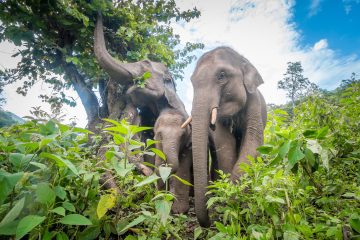 New LFS Field Course Being Offered in Summer 2018: LFS 302D – Asian Elephant Compassionate Conservation Field Course in Thailand