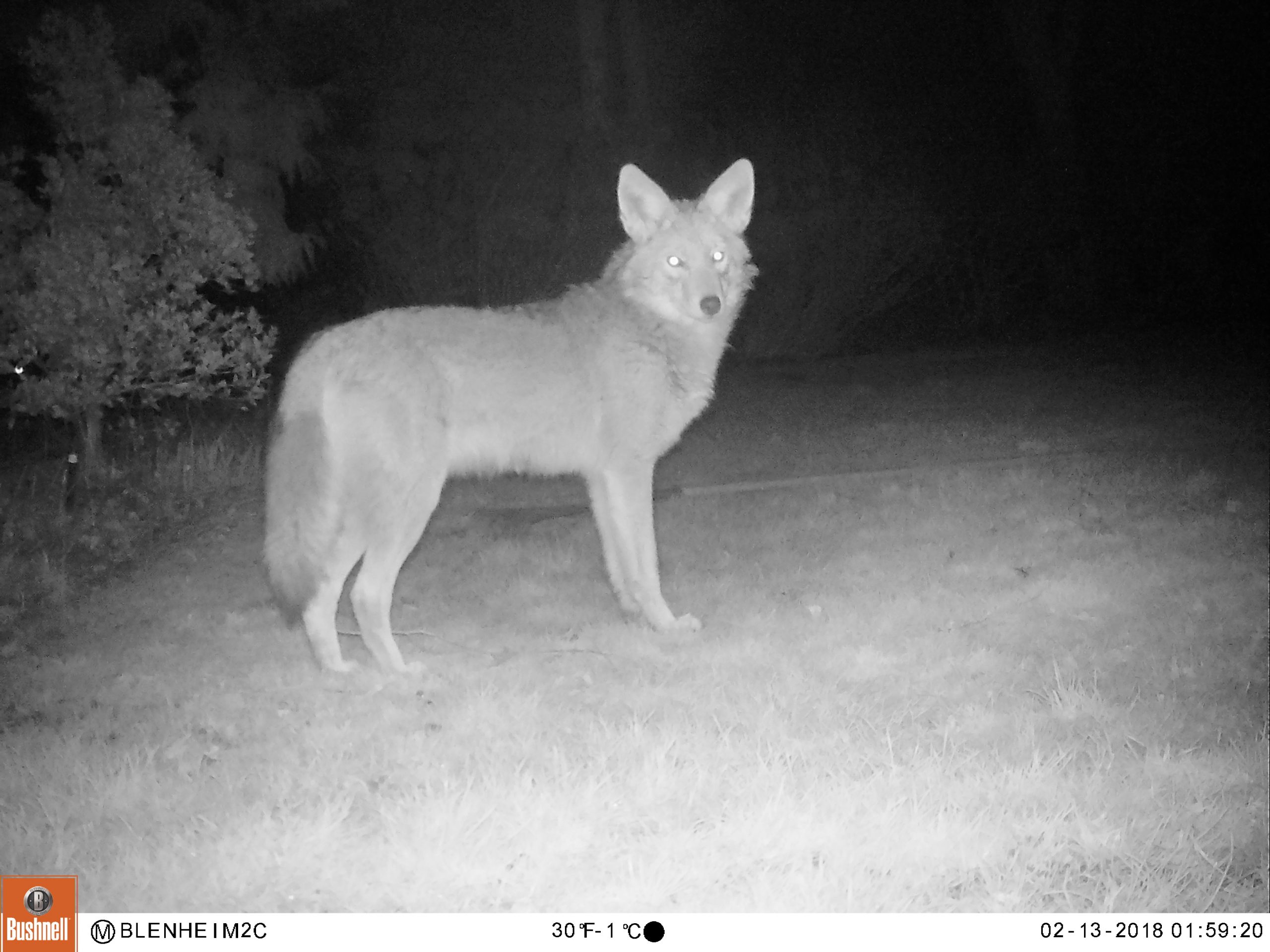 Efficacy of motion-activated sprinklers as a humane deterrent for urban coyotes