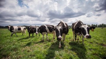 Cow personality testing study in the News