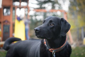BCSPCA publishes a review of dog training methods