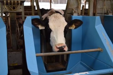 AWP in the News: Dairy Herd Management Reports on a recent study investigating competitive behaviour of cattle at the water trough