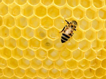 Free BeeHIVE event – Honey Bees as a Gateway Bug