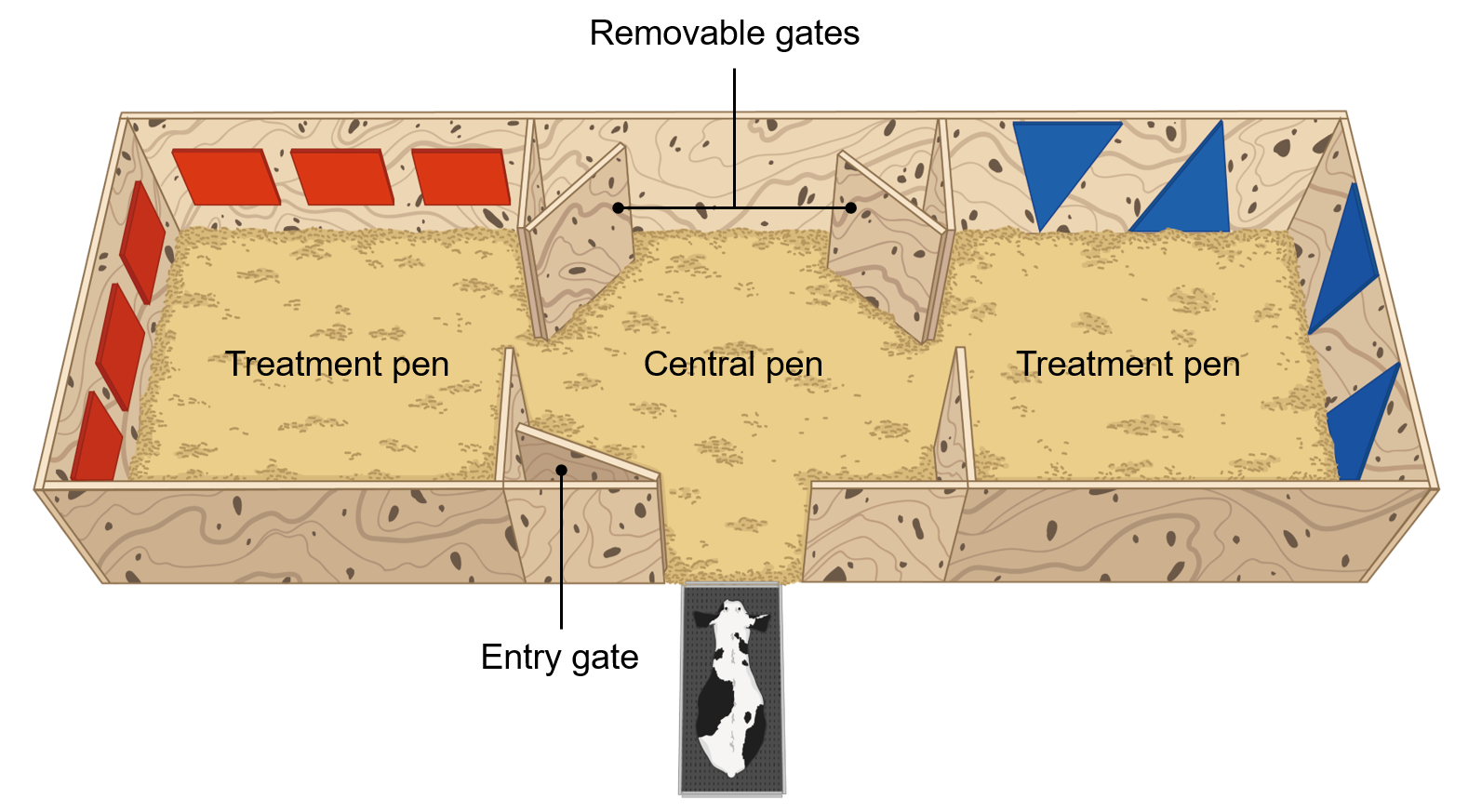 Research looks at how pain control impacts memory of painful experiences in calves