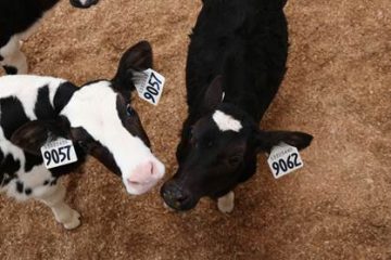 Two dairy calves with ear tags