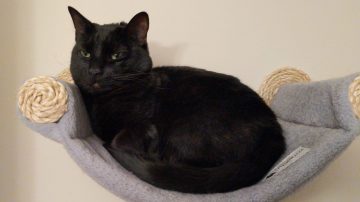 black-cat-in-wall-hammock
