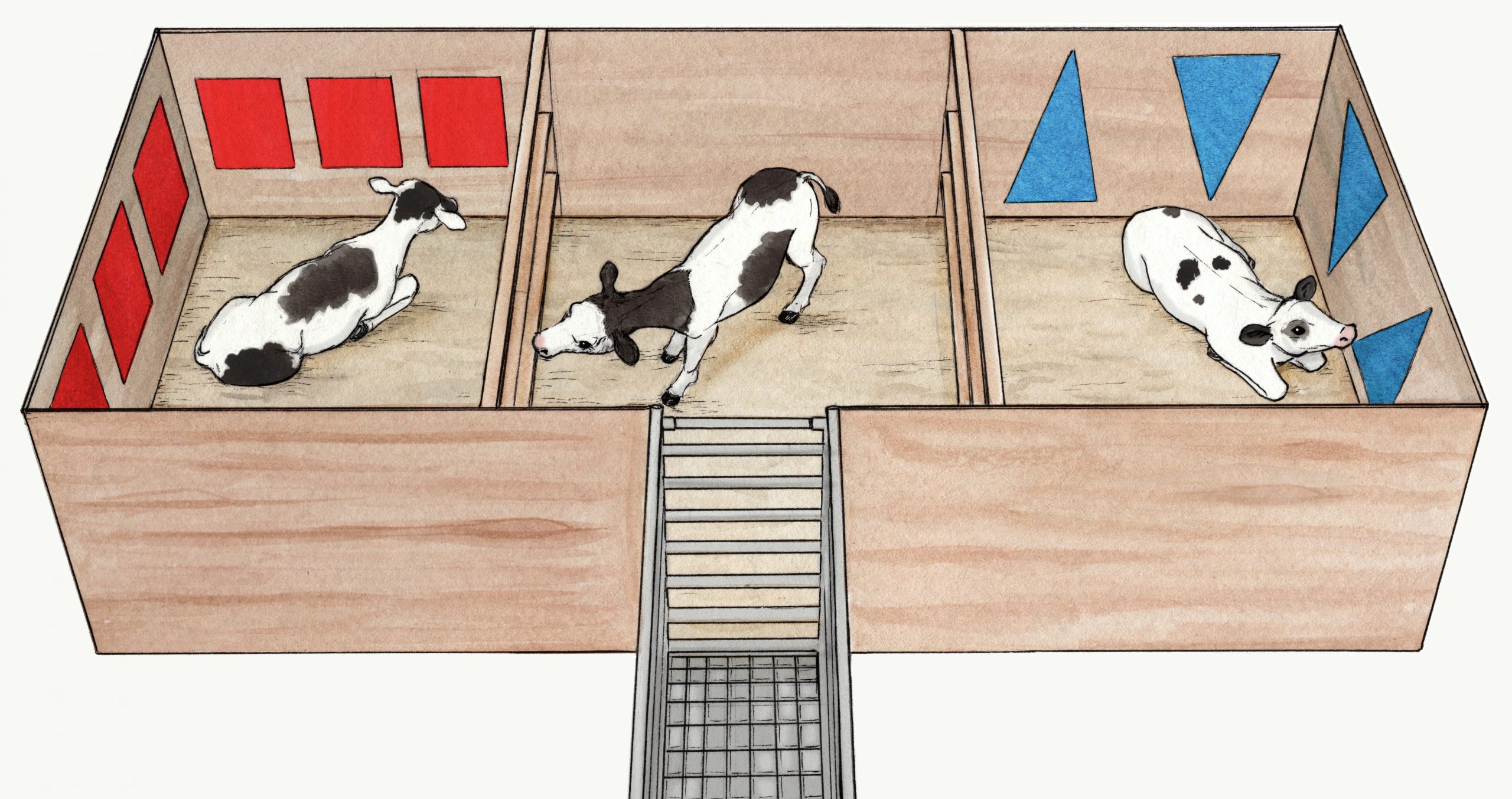 Investigating empathy in dairy calves