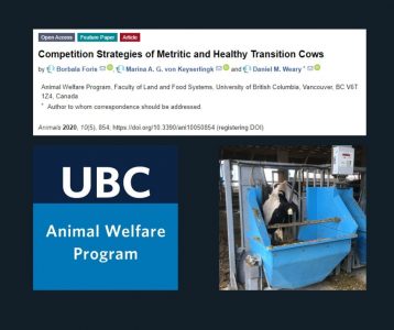 Social competition strategies of transition dairy cows