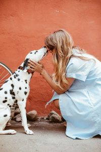 Minor procedural variations affect dog behaviour during sociability assessments