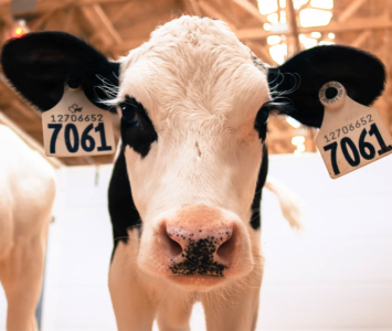 Moo-dy Cows: In new research, Professor Marina von Keyserlingk finds dairy cattle undergo personality changes during puberty