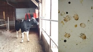 Can skin parasites increase cows’ motivation to use a grooming device?