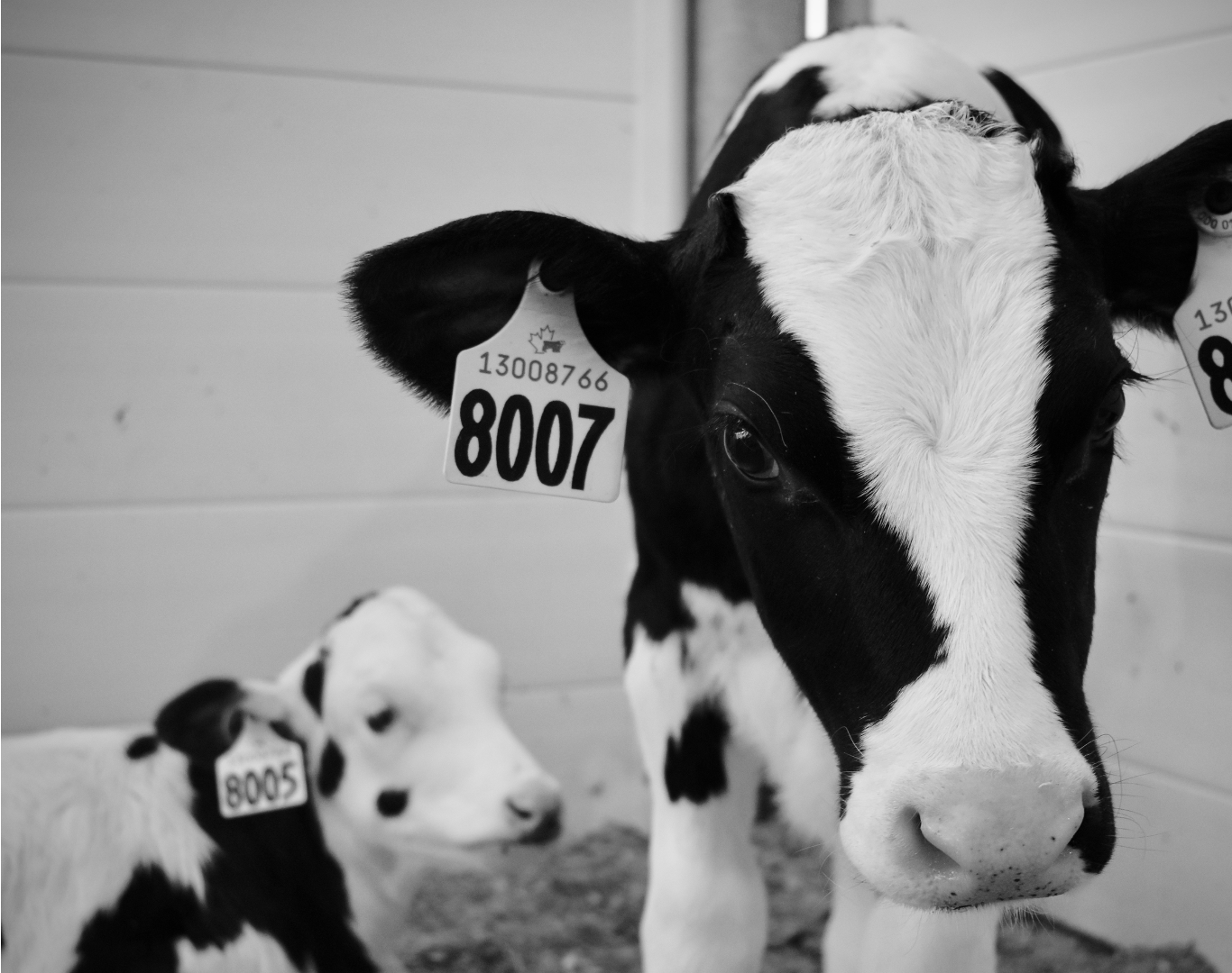 Personality traits of dairy calves predict social proximity and response to emotional challenge