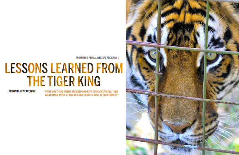 Lessons learned from the Tiger King – Dan Weary in West Coast Veterinarian Magazine