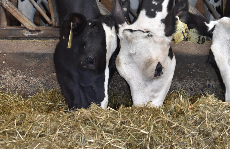 Individual variability in response to social stress in dairy heifers