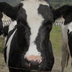Two Graduate Positions Available in Dairy Cattle Welfare