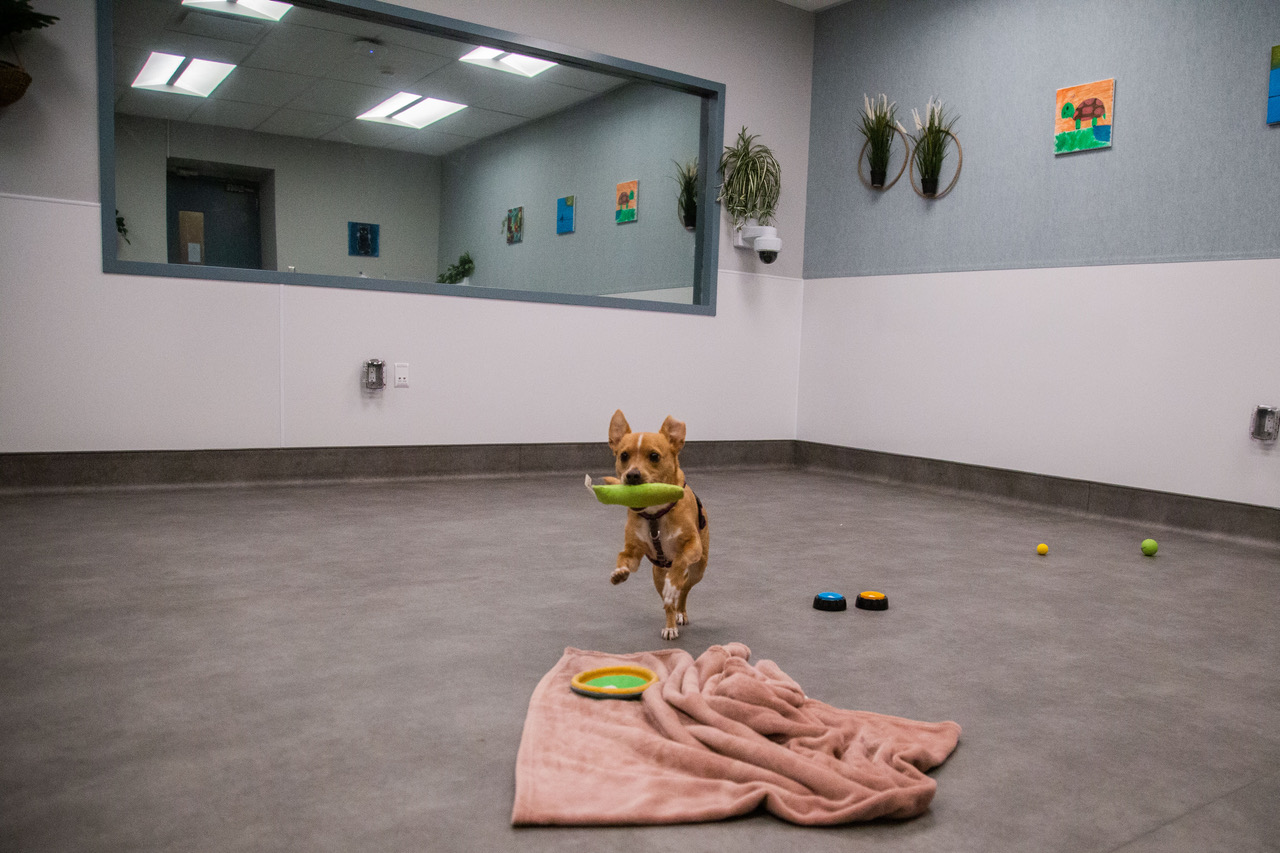 How To Volunteer Your Dog As A Therapy Dog