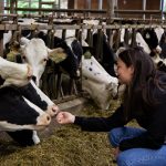 (Closed) Post-Doctoral Position in Dairy Cattle Welfare