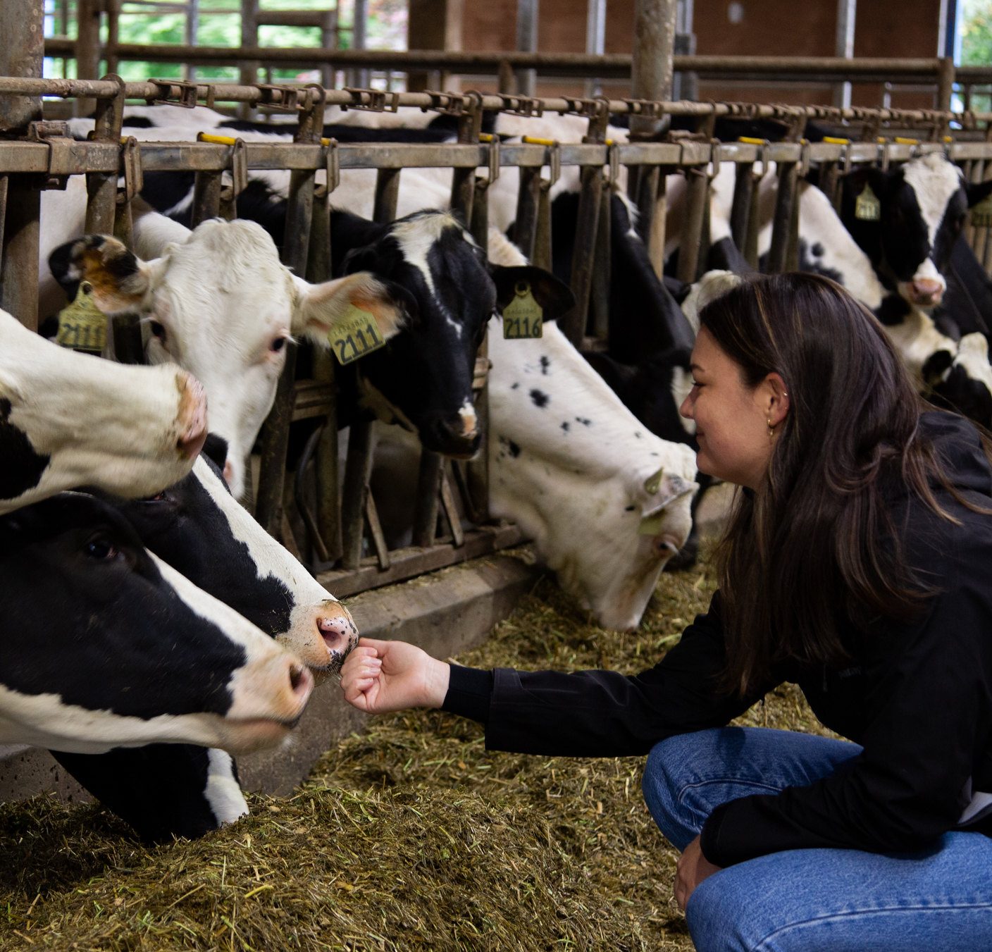Post-Doctoral Position in Dairy Cattle Welfare