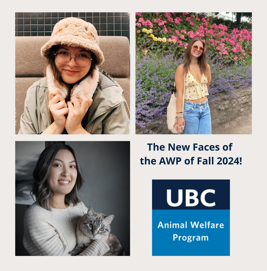 Meet the new faces of the AWP of Fall 2024!