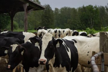 The UBC Animal Welfare Program is now inviting applications for multiple PhD students!
